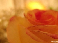 37759Cr - Beth's roses.JPG